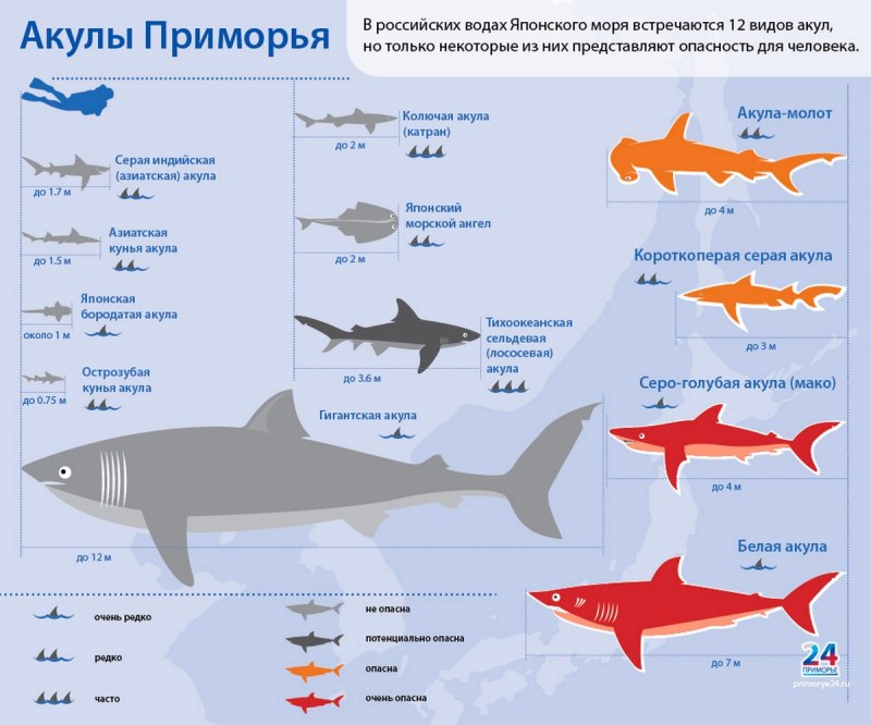 Морские обитатели