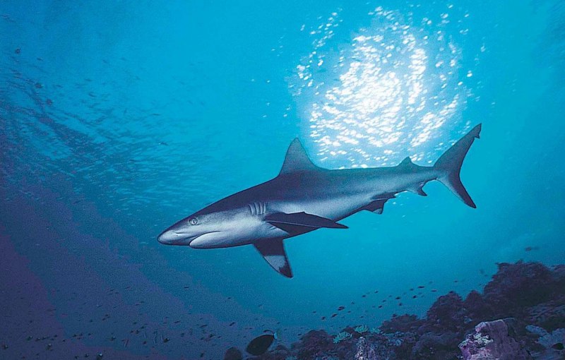 Большая белая акула (great White Shark)