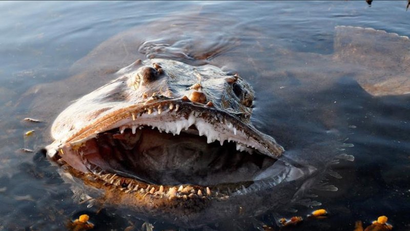 Катран акула черного моря