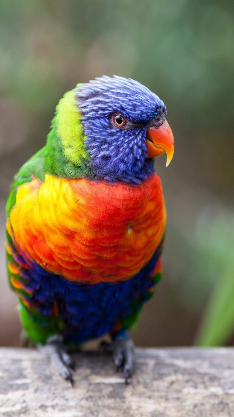 Alisterus scapularis