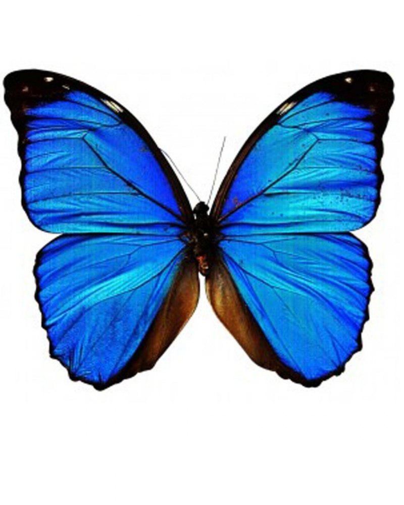 Бело синяя бабочка (50 фото)