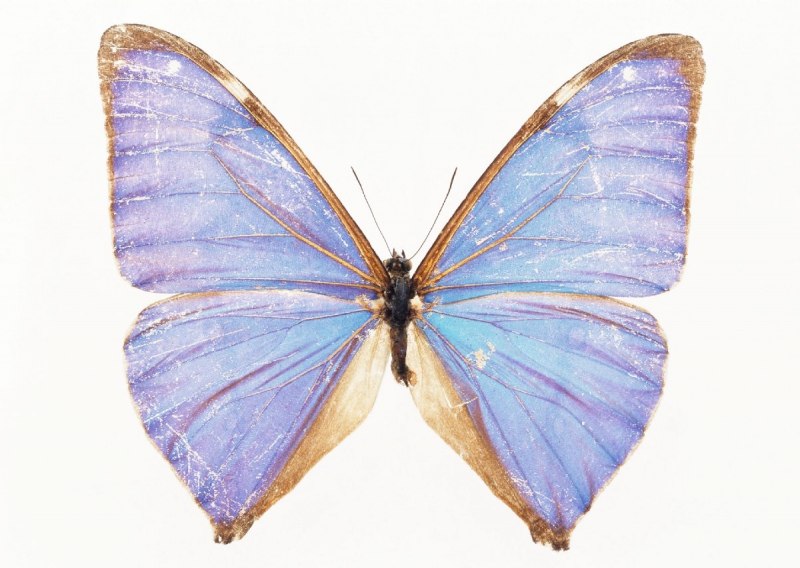 Morpho Menelaus бабочка