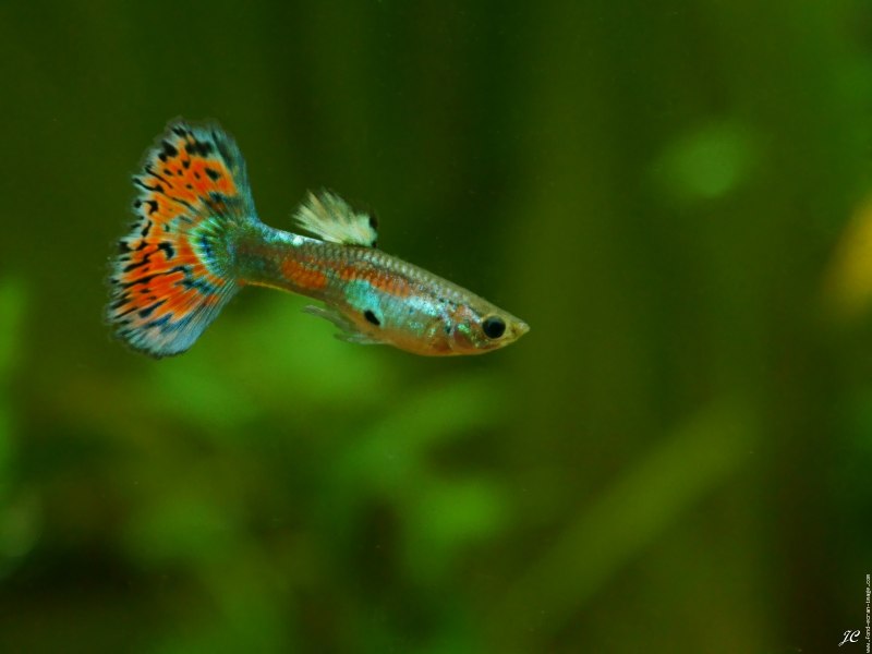 Poecilia reticulata