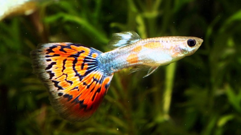 Гуппи Poecilia reticulata
