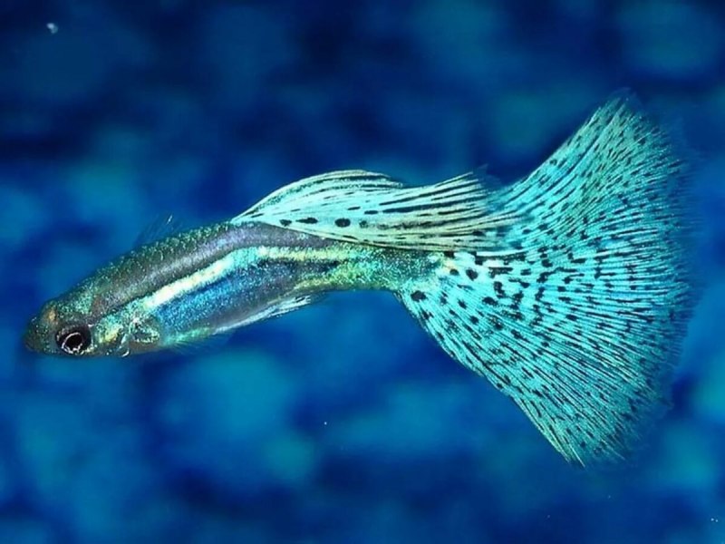 Гуппи Poecilia reticulata