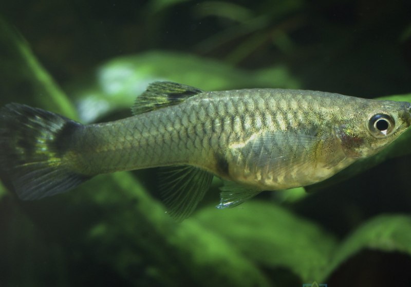 Гуппи Poecilia reticulata