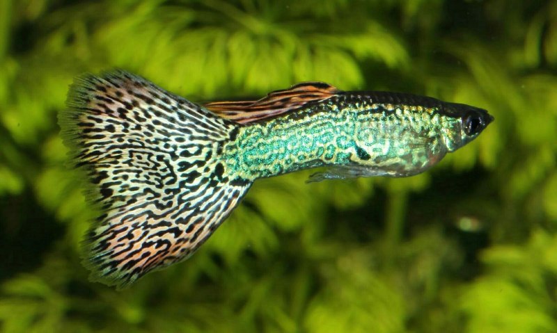 Гуппи Poecilia reticulata