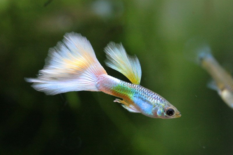 Гуппи Poecilia reticulata