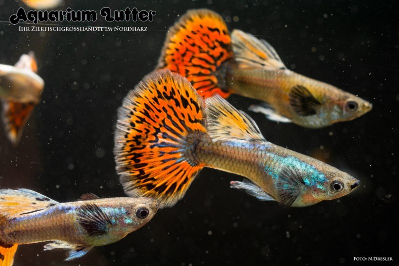 Poecilia reticulata