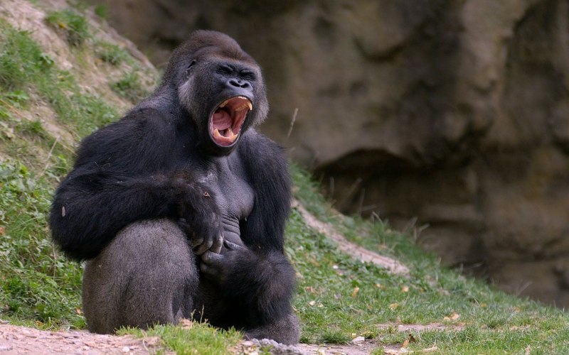 Обезьяна горилла (54 фото)