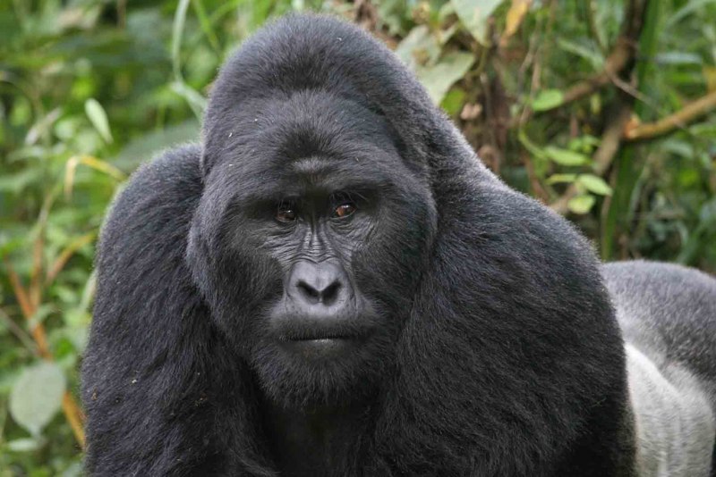 Mgahinga Gorilla National Park