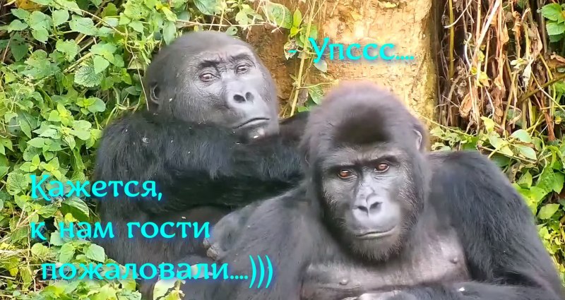 Обезьяны шимпанзе и гориллы