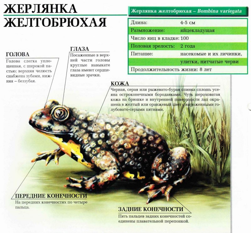Обыкновенная жаба-повитуха