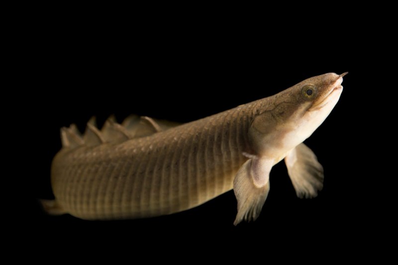 Polypterus ENDLICHERI без фона