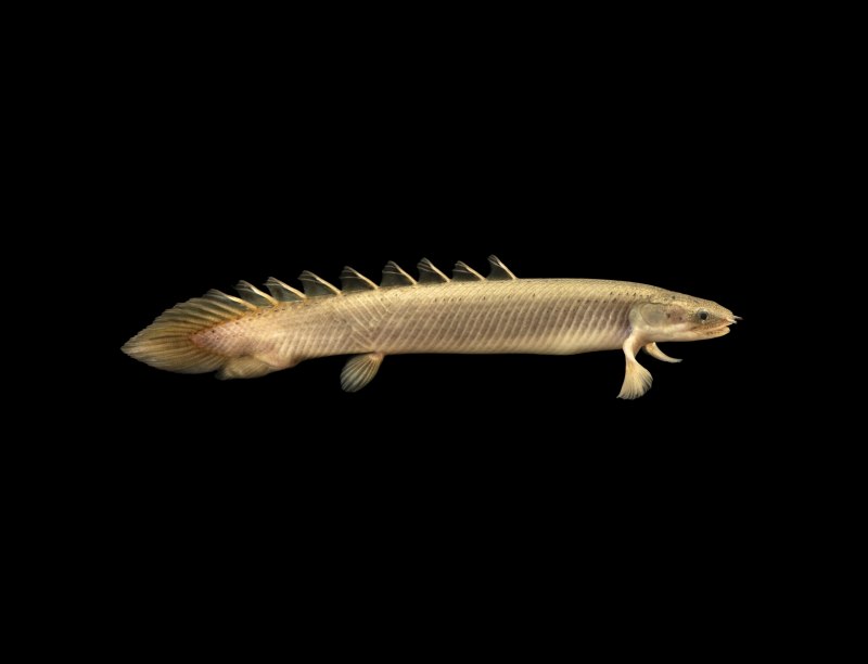 Полиптерус орнатипиннис (Polypterus ornatipinnis)