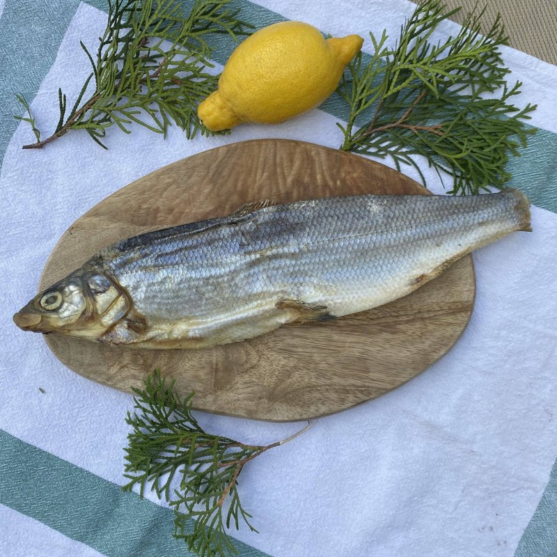 Омуль Колымский
