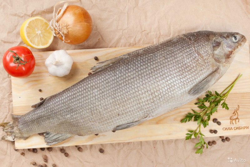 Нельма Stenodus leucichthys Nelma