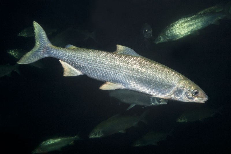 Coregonus clupeaformis рыба