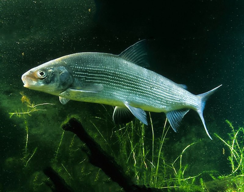 Нельма Stenodus leucichthys Nelma