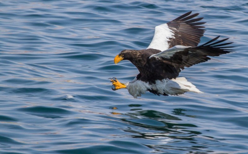 Орлан белоплечий Тихоокеанский (Haliaeetus pelagicus)