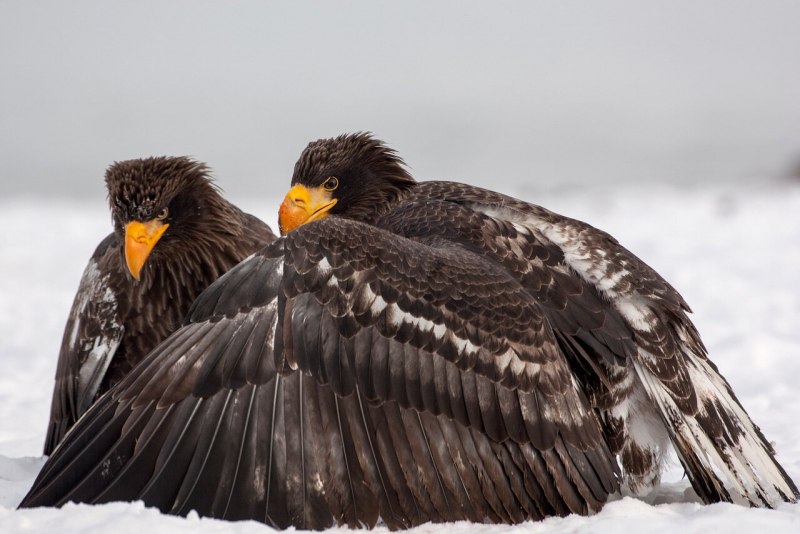 Haliaeetus pelagicus