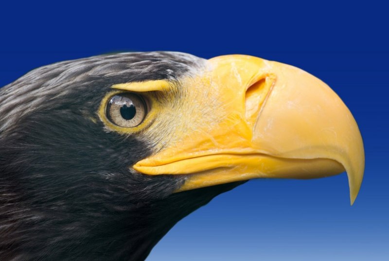 Орлан белоплечий Тихоокеанский (Haliaeetus pelagicus)
