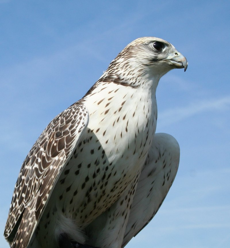 Кречет - Falco rusticolus Linnaeus