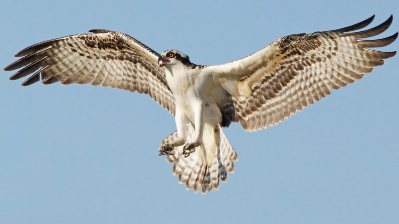 White Hawk обои HD