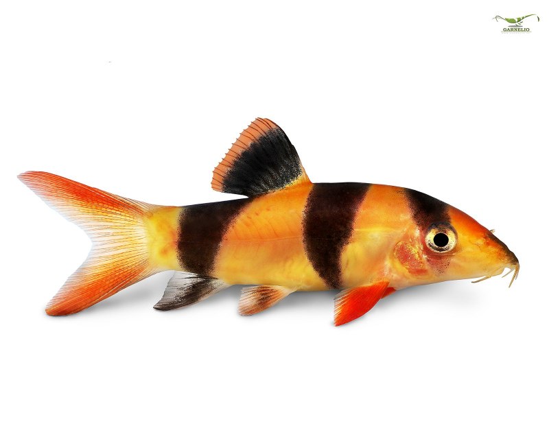 Space Loach