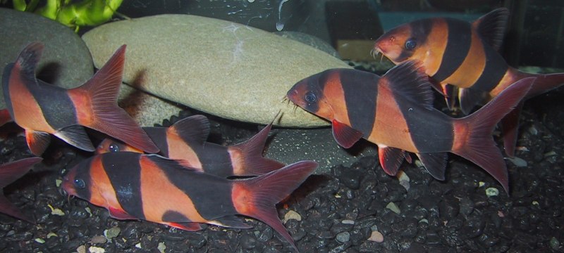 Botia macracanthus