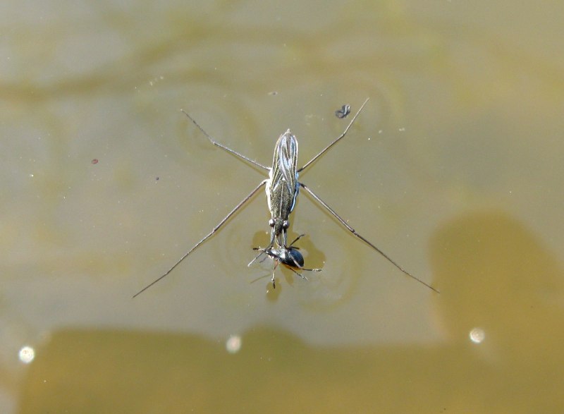 Gerris lacustris l., 1758