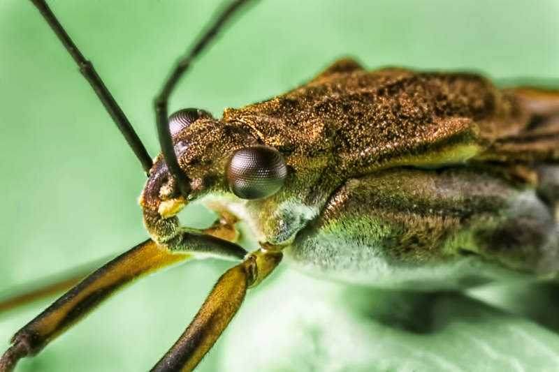 Gerris paludum