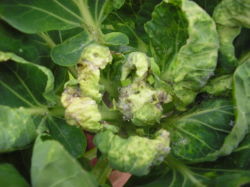 Тля капустная Brevicoryne brassicae l.