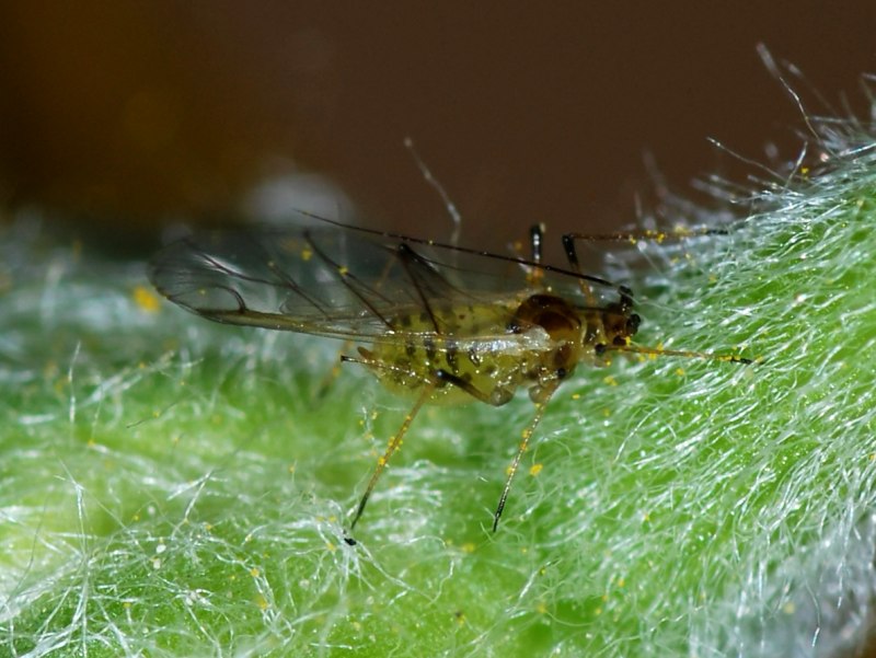 Brevicoryne brassicae