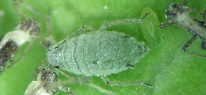 Капустная тля (Brevicoryne brassicae.)