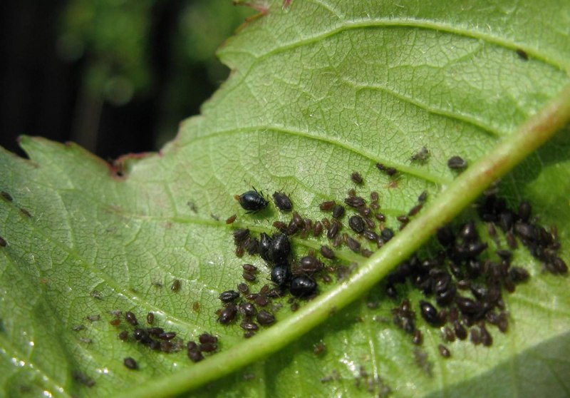 Капустная тля (Brevicoryne brassicae.)