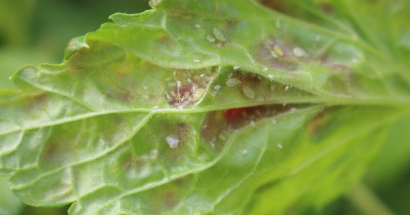 Свекловичная тля Aphis fabae