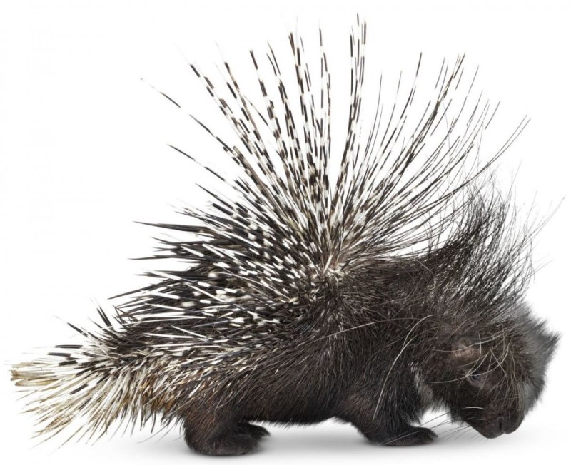 Гребенчатый Дикобраз hystrix cristata