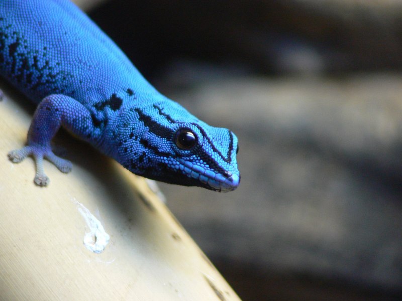 Синий геккон (55 фото)