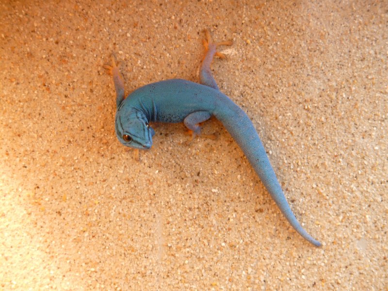 Анолис-Горгона (Anolis gorgonae)