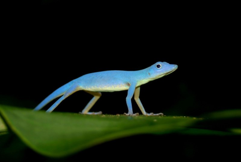 Gecko mating