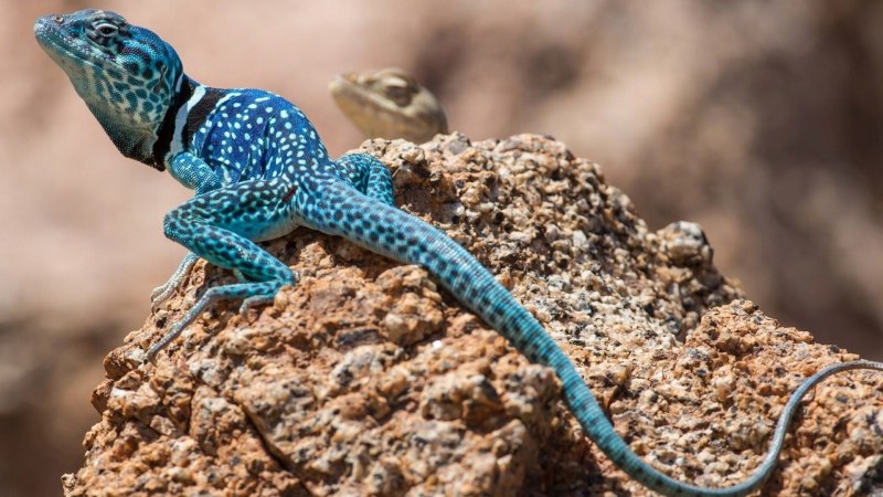 Phelsuma cepediana