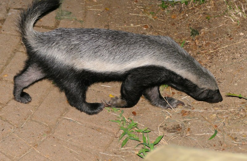 Медоед Mellivora capensis