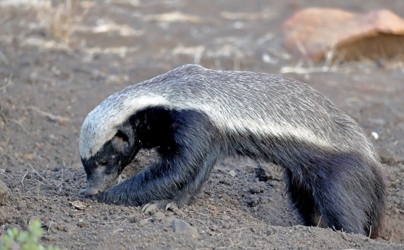 Mellivora capensis