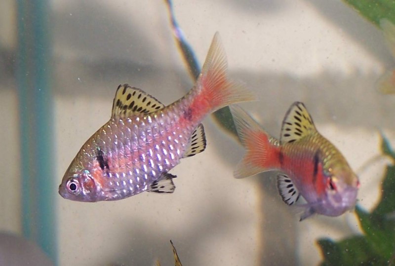 Puntius melanampyx