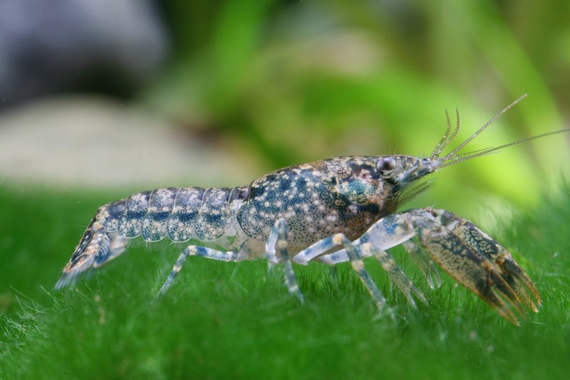 Cambarellus diminutus