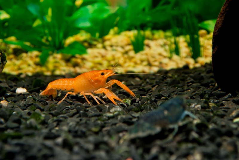 Cambarellus texanus