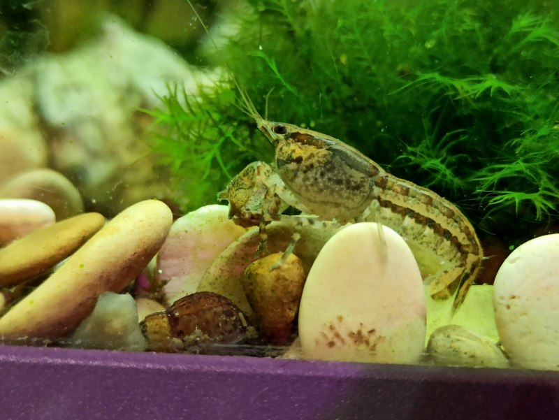 Mexican Crayfish