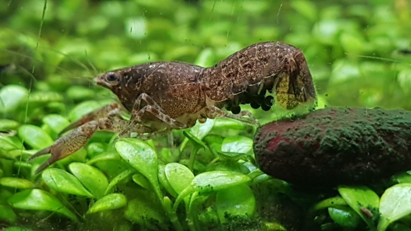 Cambarellus patzcuarensis содержание