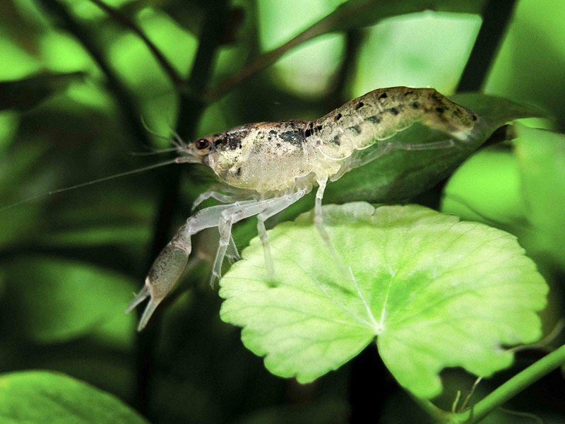 Вид Cambarellus diminutus